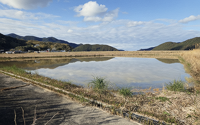 ツルの代替ねぐらを整備する試み