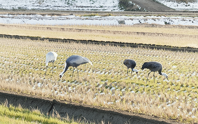 田んぼで採食するツル